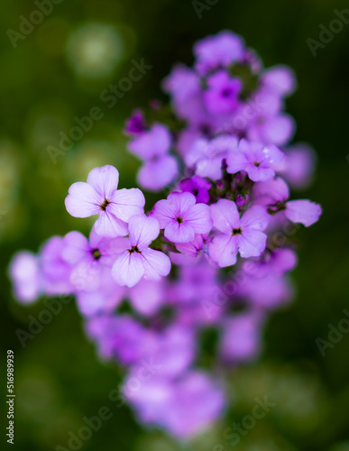 Wallpaper Mural Birds and nature, Ukraine, Kharkiv region Torontodigital.ca