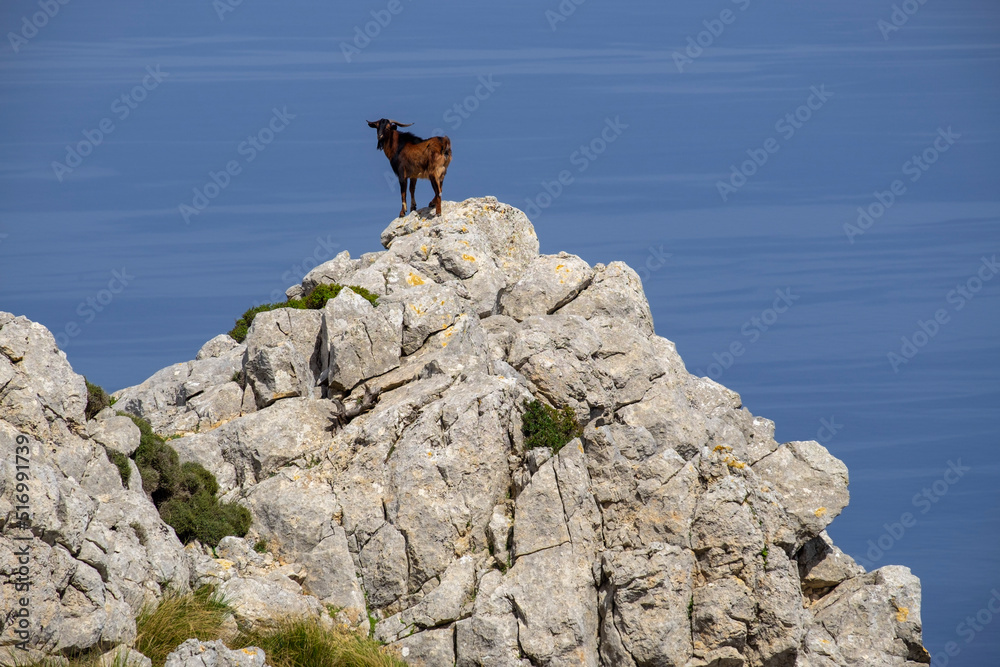cabra cimarrona frente al mar, Puig de Galatzó,1.027 m, Paraje natural de la Serra de Tramuntana, Mallorca, balearic islands, Spain