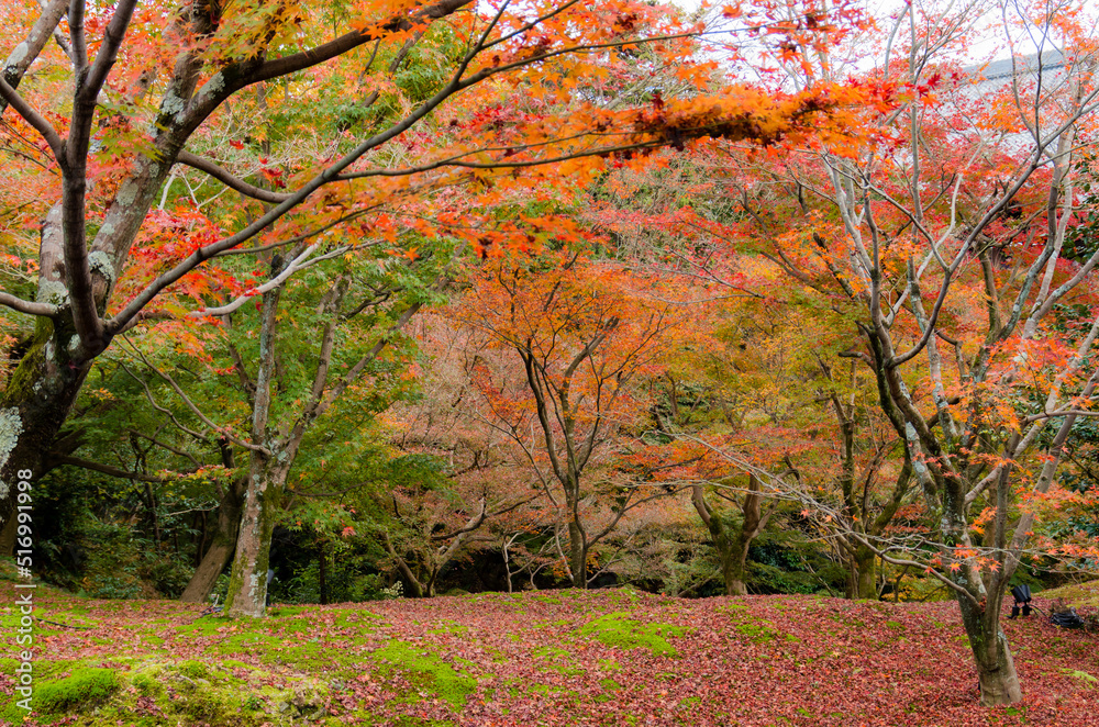 東福寺の紅葉