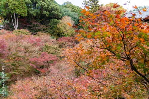 Obraz na płótnie 東福寺の紅葉 w salonie