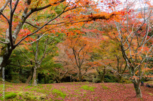 東福寺の紅葉 © 弘文 杉尾