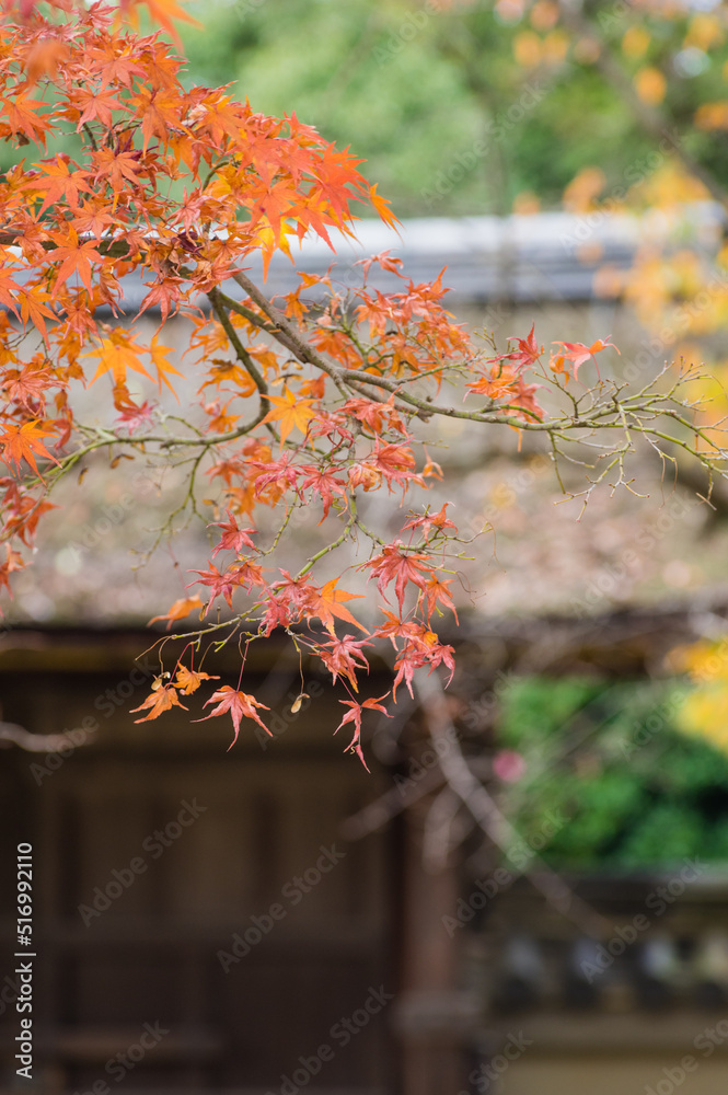 東福寺の紅葉