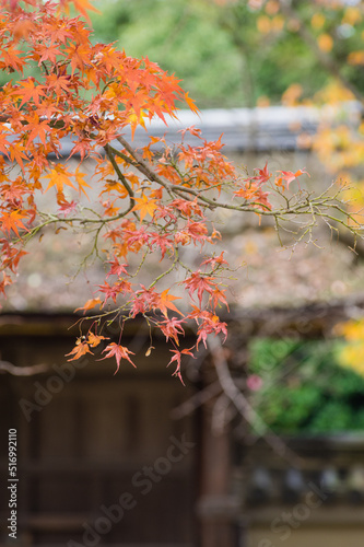 Obraz na płótnie 東福寺の紅葉 w salonie