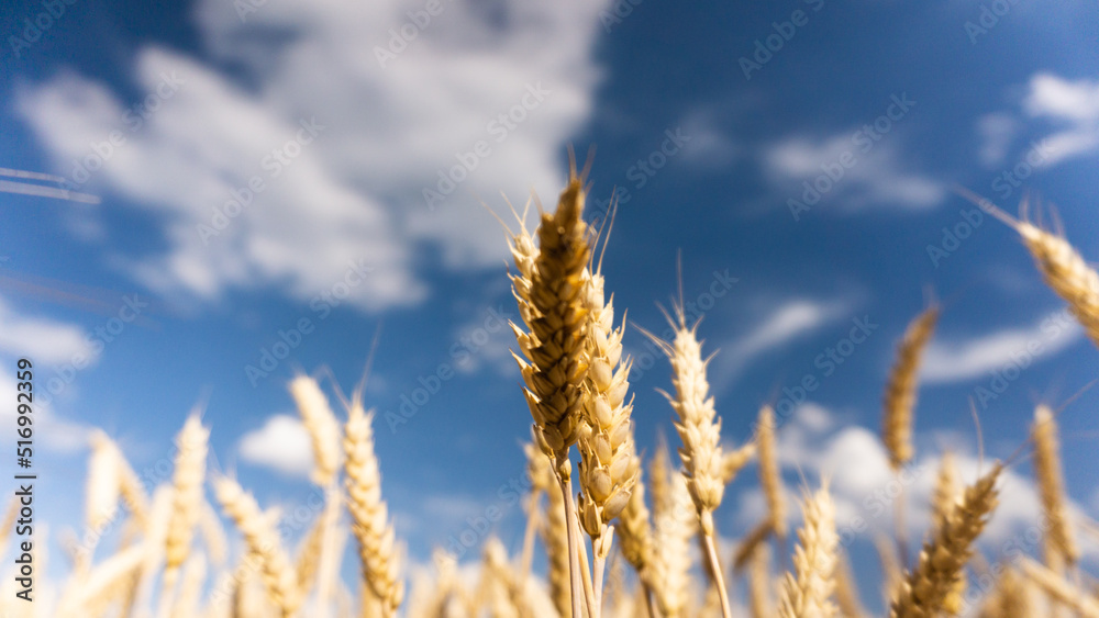 golden wheat field against blue sky just before the harvest golden wheat field against blue sky just before the harvest