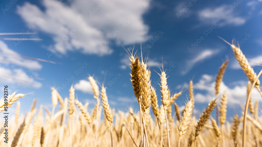 golden wheat field against blue sky just before the harvest golden wheat field against blue sky just before the harvest