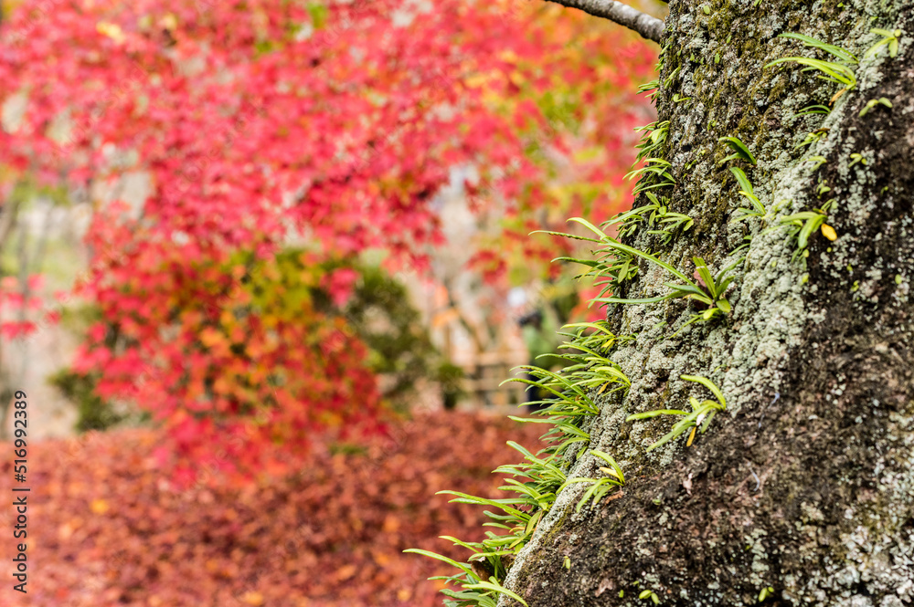 東福寺の紅葉