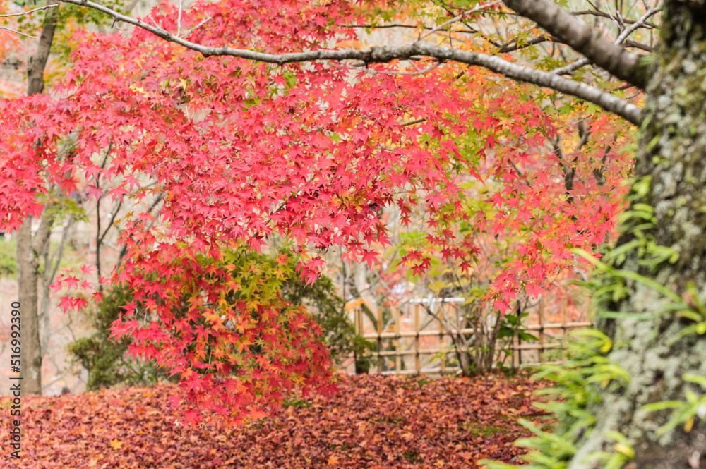 東福寺の紅葉