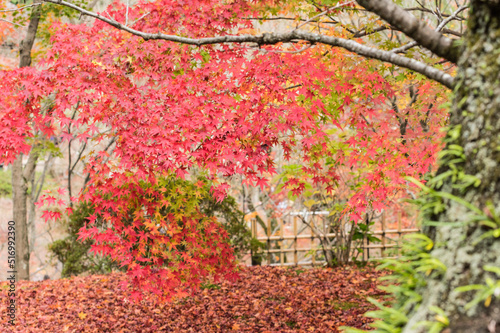 Obraz na płótnie 東福寺の紅葉 w salonie