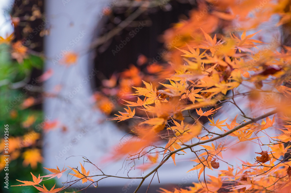 東福寺の紅葉
