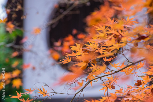 Obraz na płótnie 東福寺の紅葉 w salonie