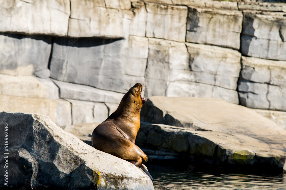 Fototapeta premium Sea lion on a rock. Seal. sea lion posing on a rock in the reefs. 