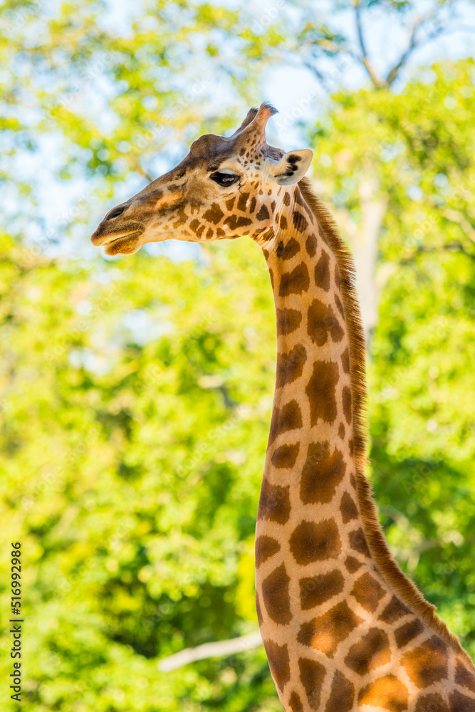 Africa savanna giraffe, head, nature. Giraffe in front of some green trees. giraffes at the zoo.
Africa savanna giraffe, head, nature. Giraffe in front of some green trees. giraffes at the zoo.