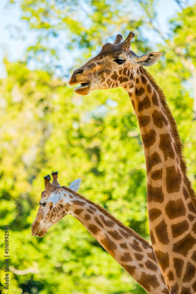 Africa savanna giraffe, head, nature. Giraffe in front of some green trees. Africa savanna giraffe, head, nature. Giraffe in front of some green trees.