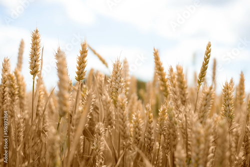 Photograph of wheat. Wheat field.