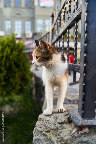 Homeless cat standing near a metal fence close-up . High quality photo