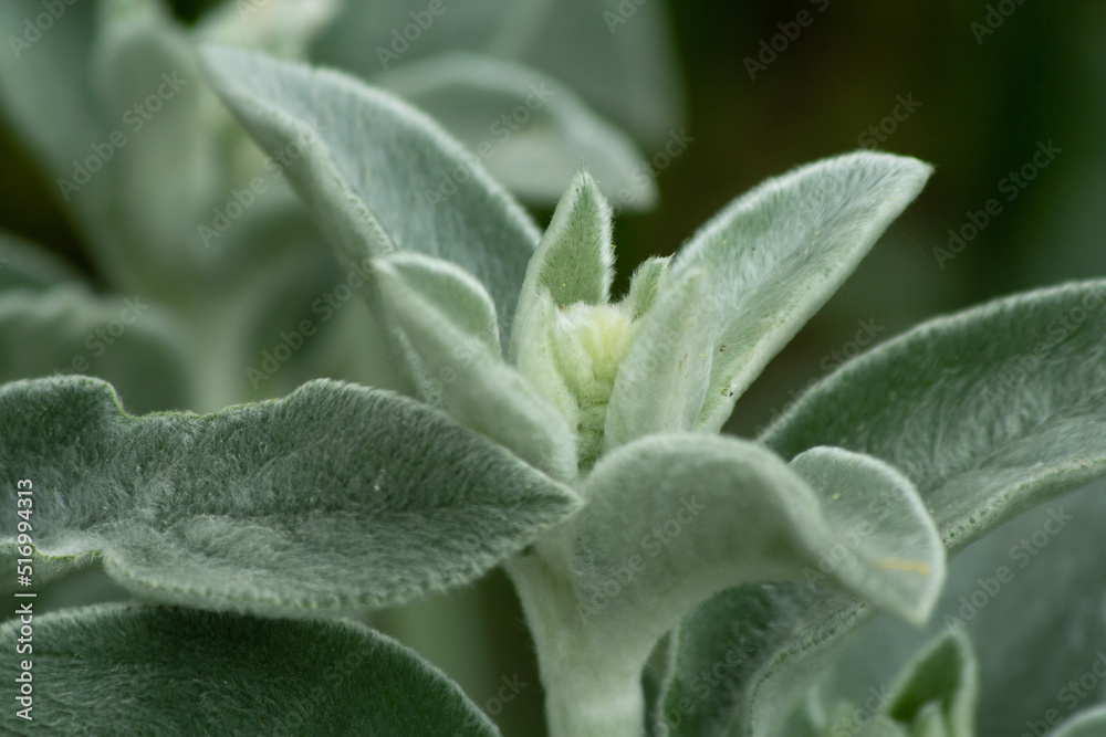 Stachys , fluffy plant with soft leaves, hare ears Stachys , fluffy plant with soft leaves, hare ears