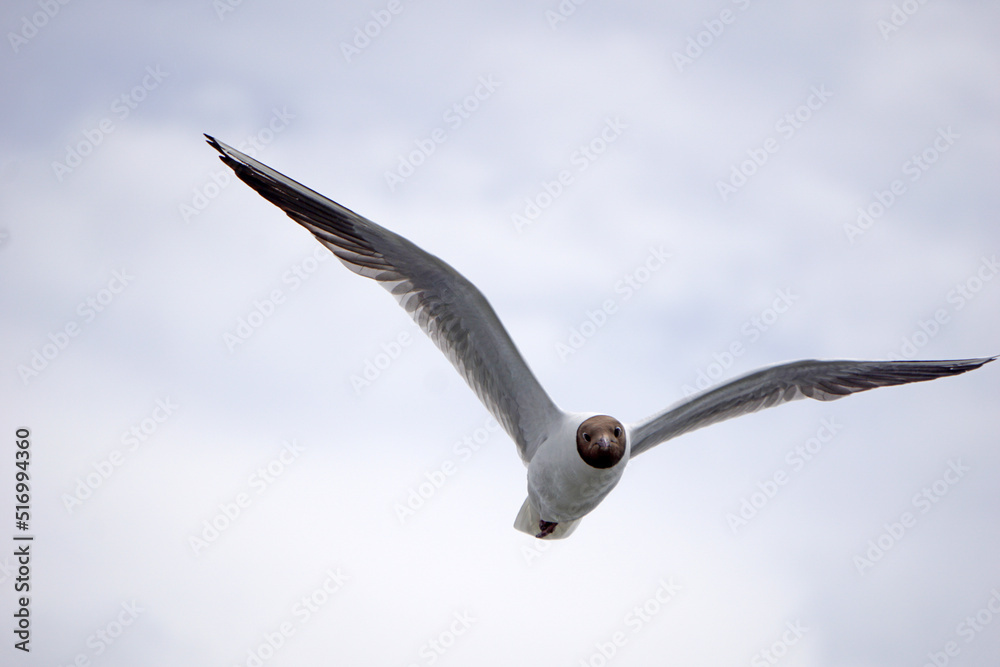 Flying black and white seagull Flying black and white seagull