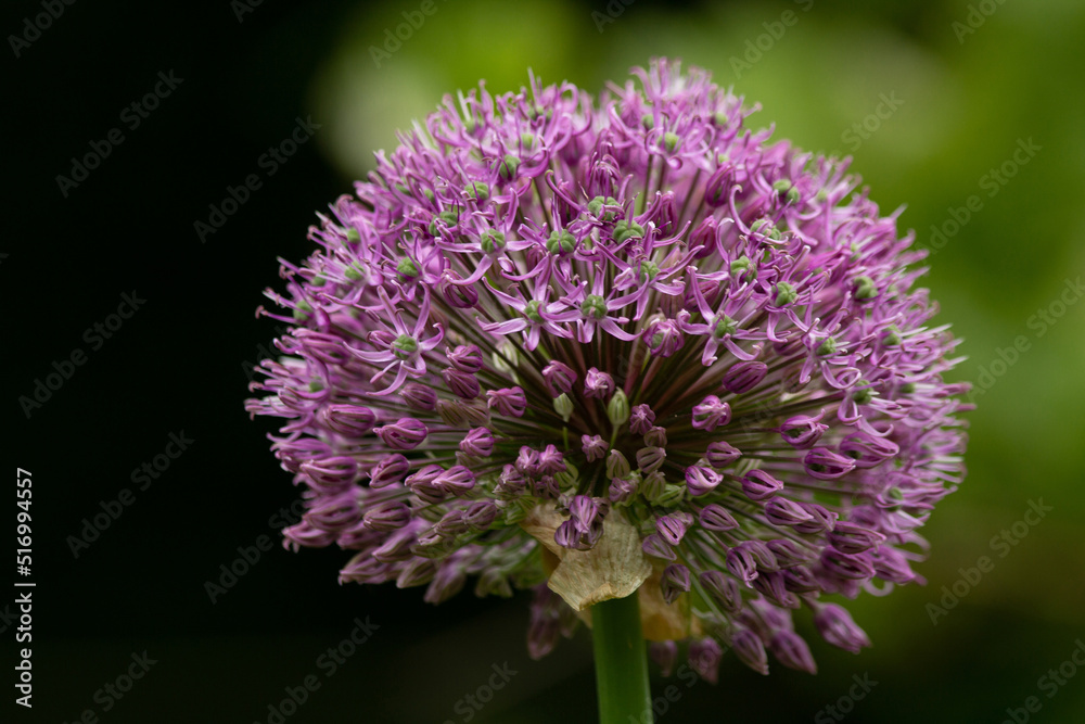 onion flower arrow Allium Purple Sensation space for textм onion flower arrow Allium Purple Sensation space for textм