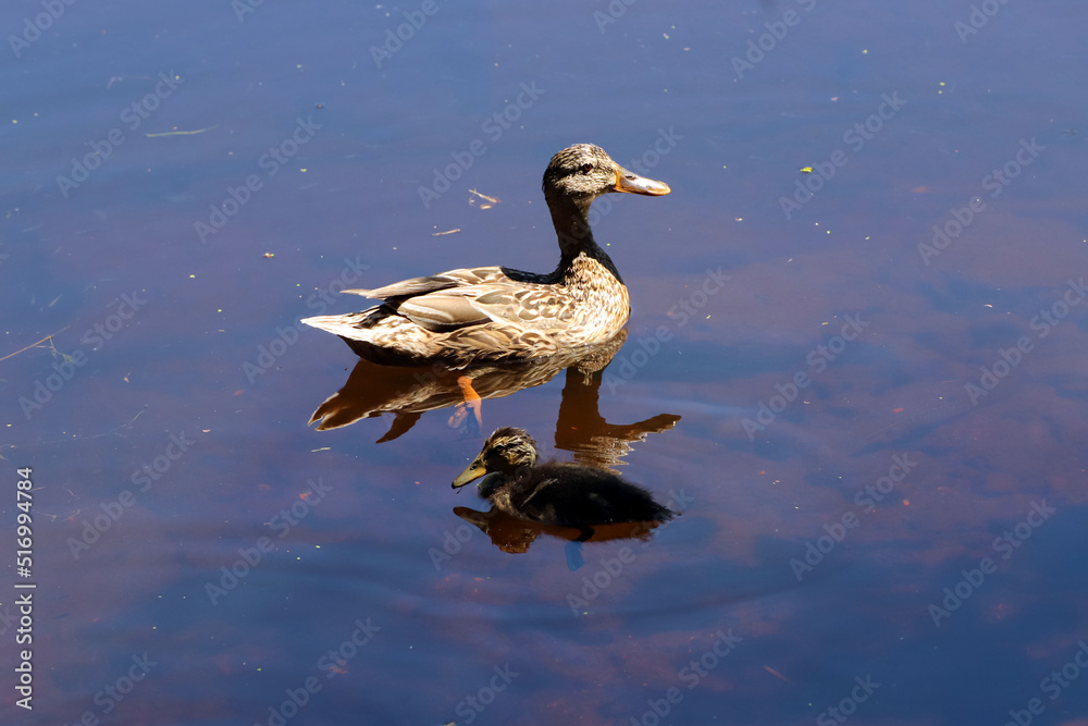Cane et caneton sur l'eau