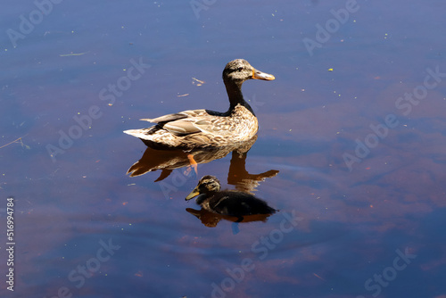 Obraz na płótnie Cane et caneton sur l'eau w salonie