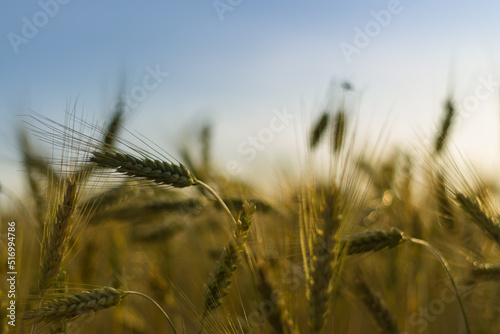 golden wheat field