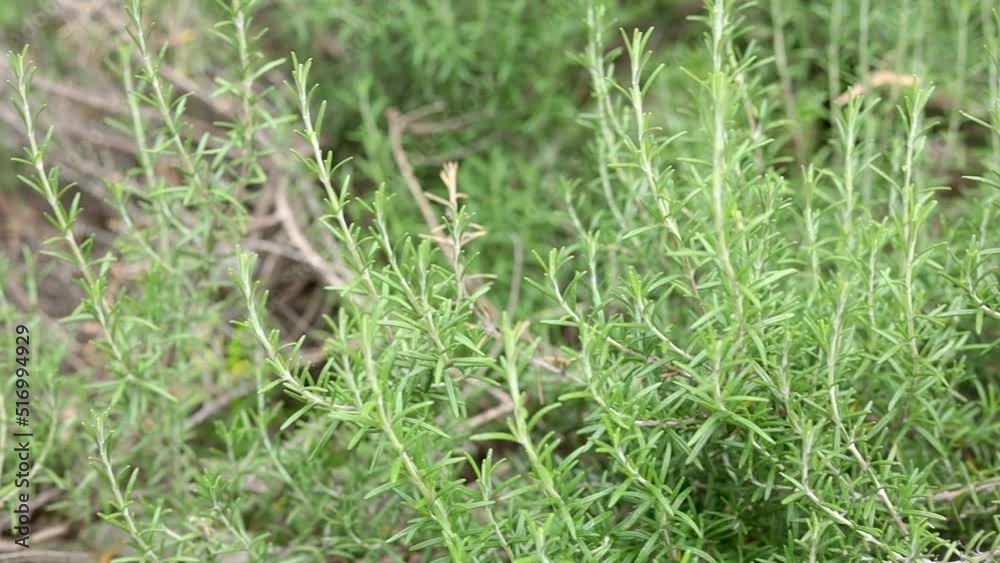 Slow motion of rosemary plants in the garden ready for cutting. Slow motion of rosemary plants in the garden ready for cutting.
