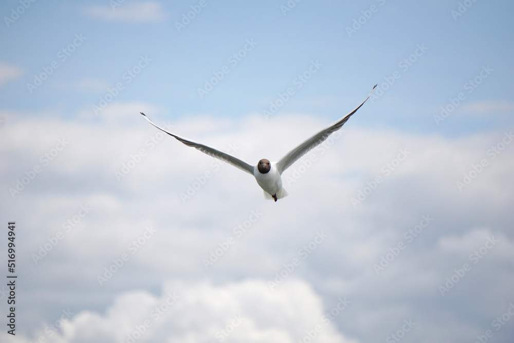 Flying black and white seagull Flying black and white seagull