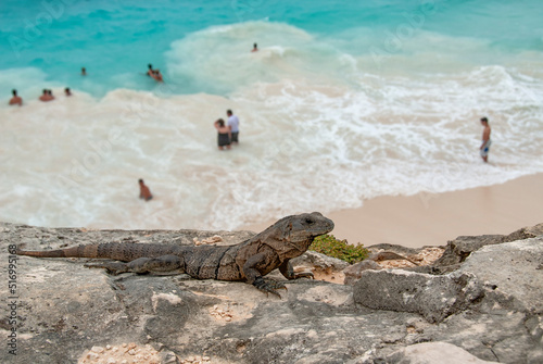 Iguana resting in the top of the cliff in the ancient city of Tulum