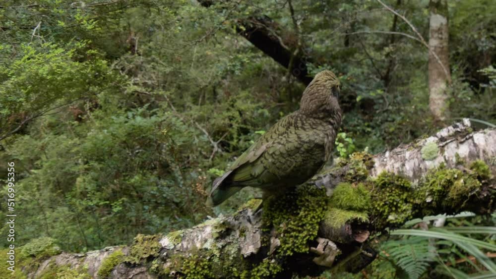 Closeup, Juvenile Kea bird walks along fallen tree, Fiordland New Zealand Closeup, Juvenile Kea bird walks along fallen tree, Fiordland New Zealand