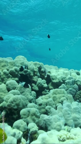 VERTICAL VIDEO: Shoal of black and white Chromis swims above coral reef on blue water background. Half-and-half Chromis, Chocolate-dip chromis or Bicolor damselfish (Chromis dimidiata)  photo