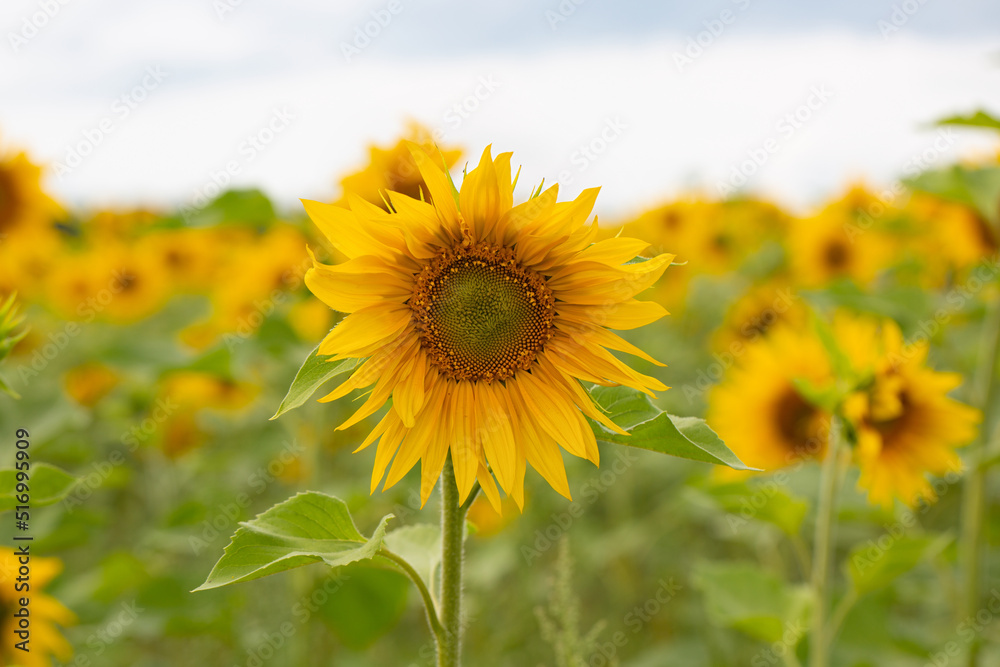 Sunflower flower on a field of sunflowers under a blue sky close-up. Sunflower flower on a field of sunflowers under a blue sky close-up.