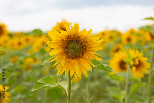 Sunflower flower on a field of sunflowers under a blue sky close-up.