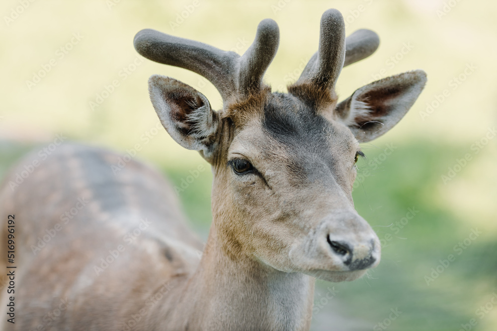 Deer in the zoo on a summer day. Muzzle close-up