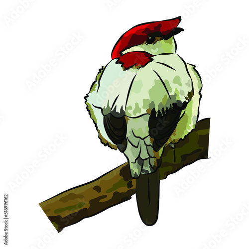 Beautiful araripe manakin paintings