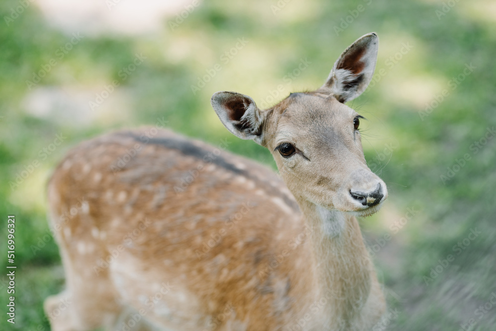  A spotted deer stands in the park and looks away