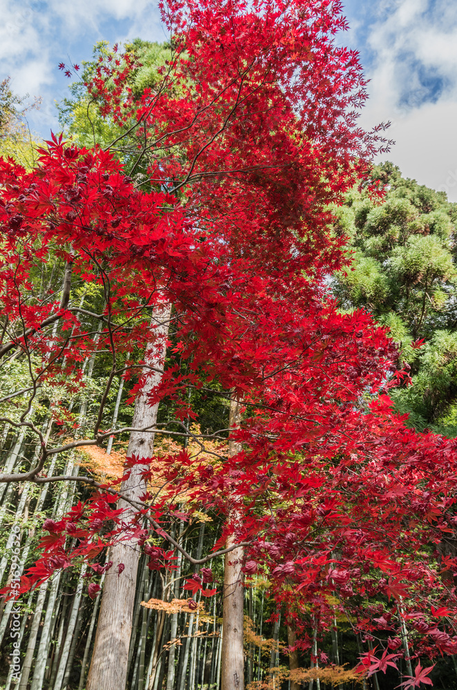 今熊野観音寺(京都府東山区)の紅葉