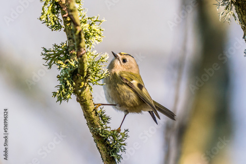 A goldcrest sitting on a tree.