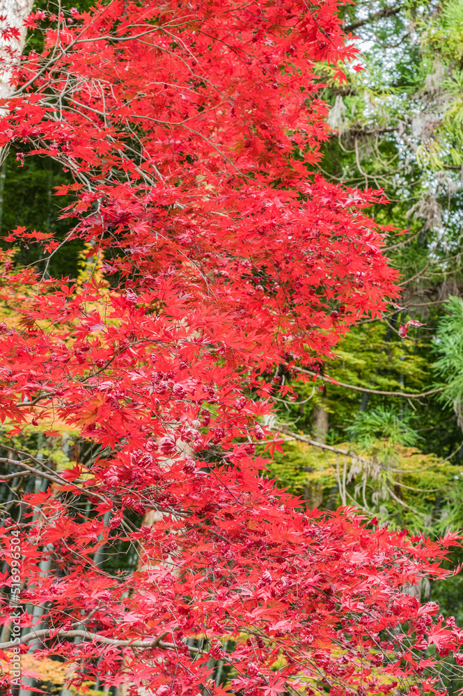 今熊野観音寺(京都府東山区)の紅葉