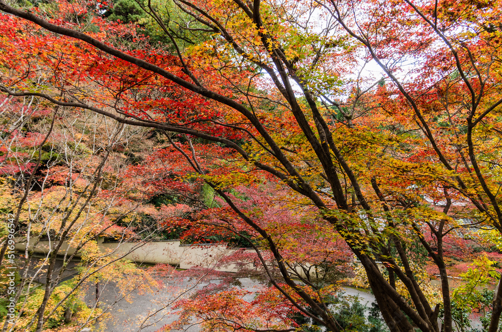 今熊野観音寺(京都府東山区)の紅葉