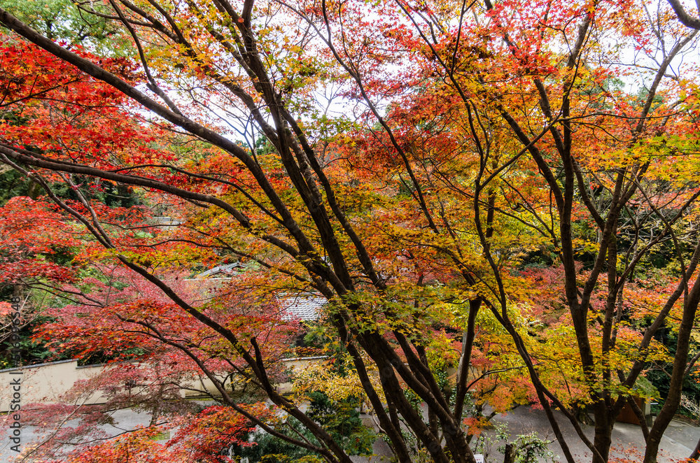 今熊野観音寺(京都府東山区)の紅葉 今熊野観音寺(京都府東山区)の紅葉