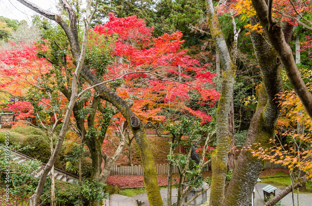 今熊野観音寺(京都府東山区)の紅葉