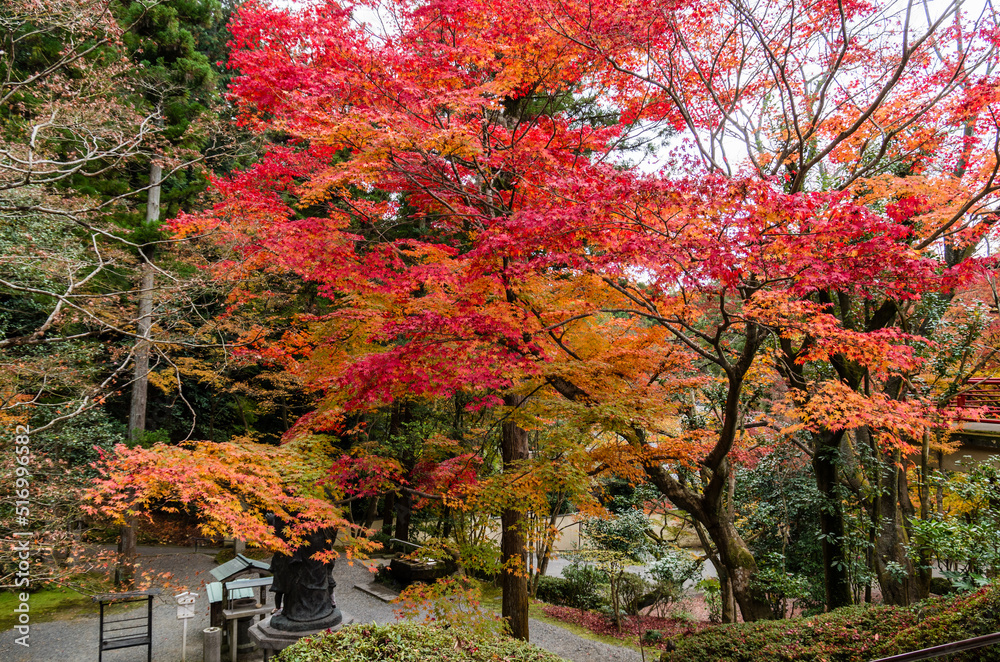 今熊野観音寺(京都府東山区)の紅葉