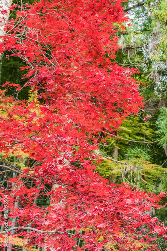 Obraz na płótnie 今熊野観音寺(京都府東山区)の紅葉 w salonie