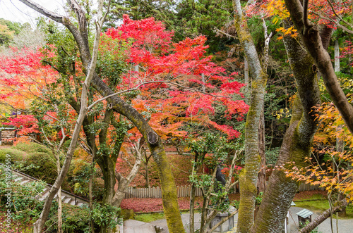 Obraz na płótnie 今熊野観音寺(京都府東山区)の紅葉 w salonie