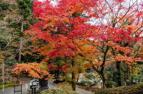 Obraz na płótnie 今熊野観音寺(京都府東山区)の紅葉 w salonie