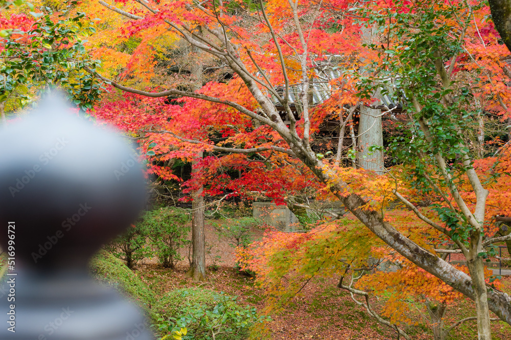 今熊野観音寺(京都府東山区)の紅葉