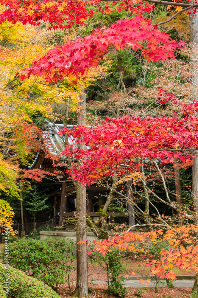 今熊野観音寺(京都府東山区)の紅葉