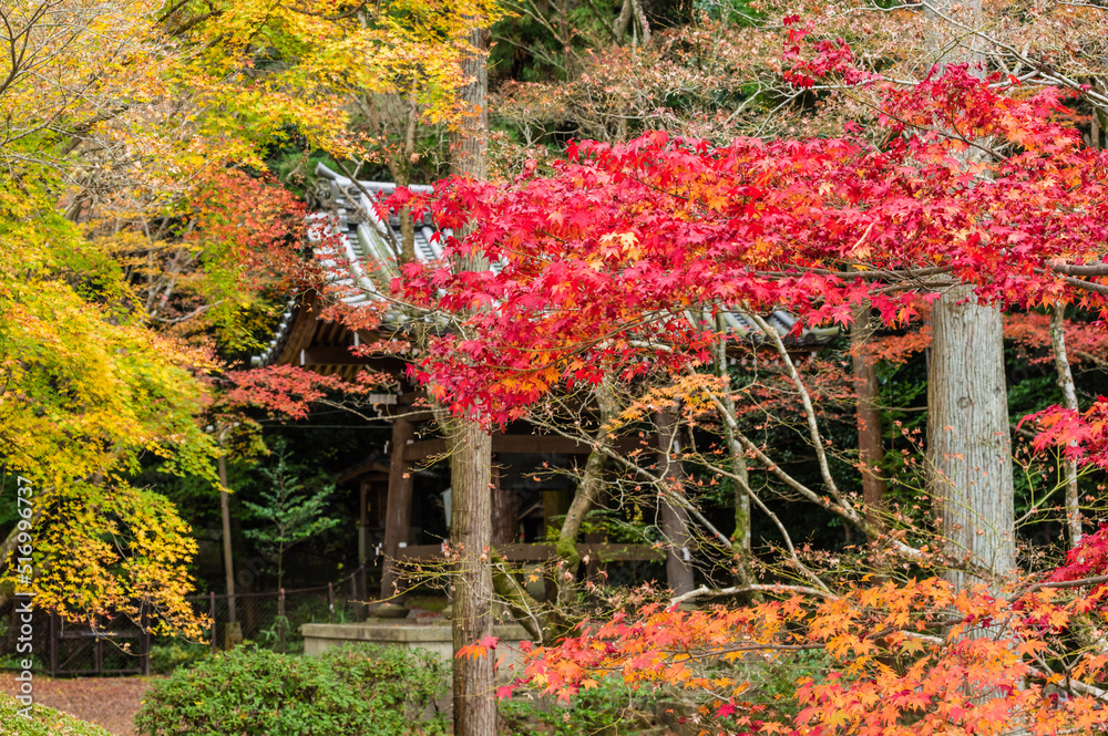 今熊野観音寺(京都府東山区)の紅葉