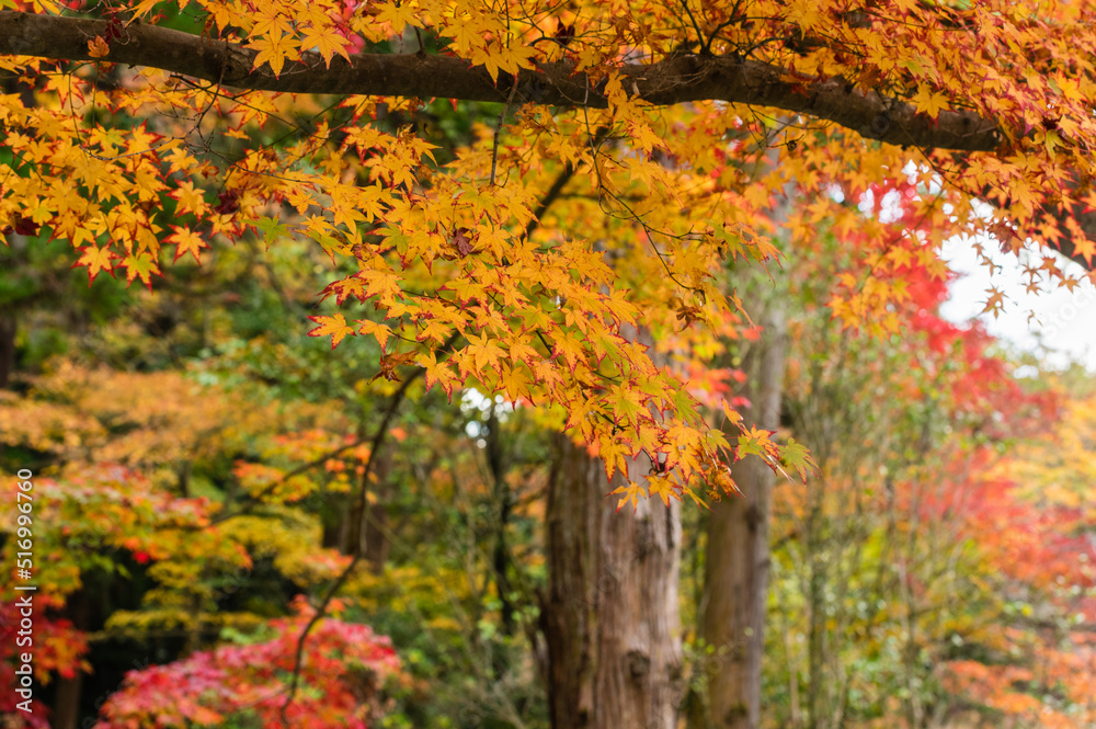 今熊野観音寺（京都府東山区）の紅葉