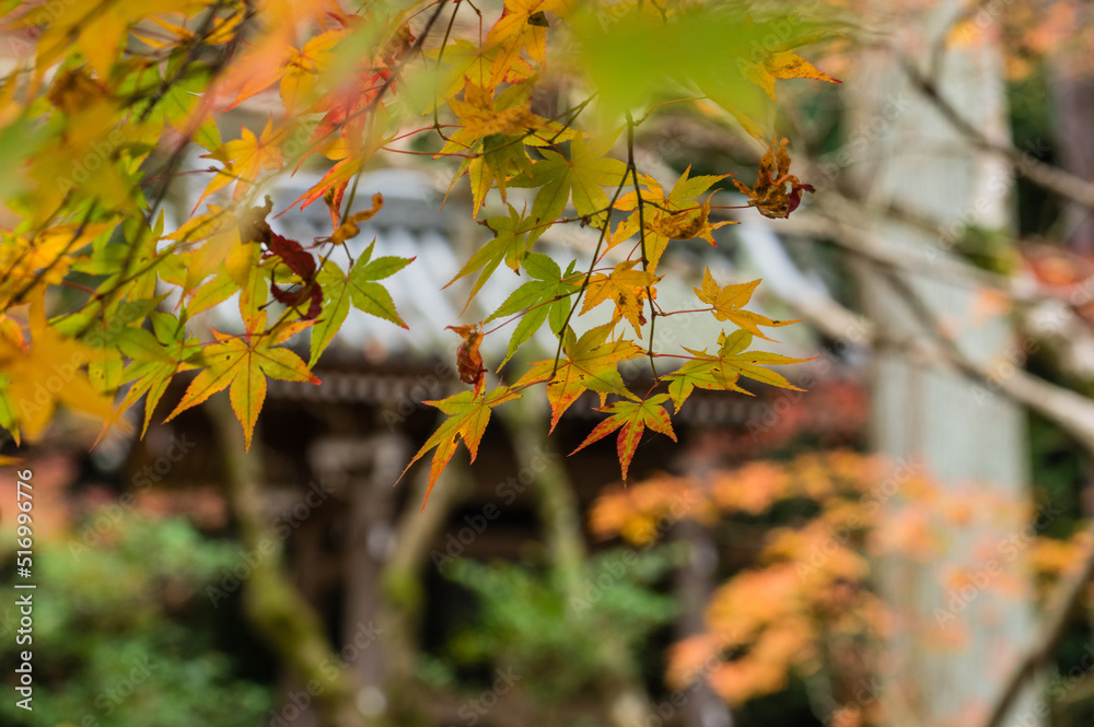 今熊野観音寺(京都府東山区)の紅葉
